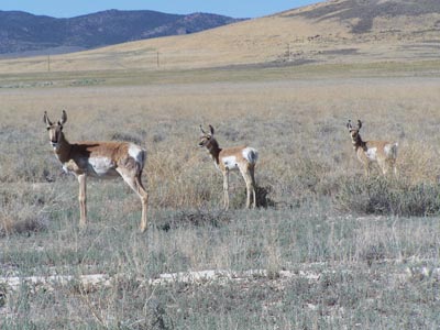 Gray Jay Press- Sagebrush Heart- pronghorn antelope